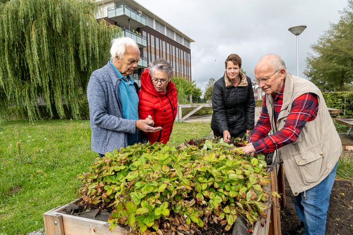 Wessel Klok (l), Marry Seinen,  Irma de Olde en Jan Hofsink (r) oogsten de allerlaatste aardbeien in de Buurtkwekerij.