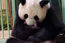 Les deux petits plantigrades, nés peu après 01h00 lundi, viennent enrichir la famille panda du zoo.