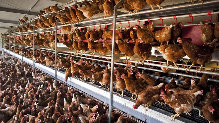Foto ter illustratie Beeld anp