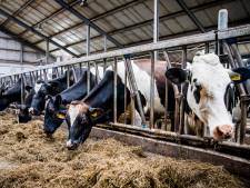 Schonere stalvloer continu onder vuur bij rechters; ook vergunning boer in Luyksgestel verscheurd