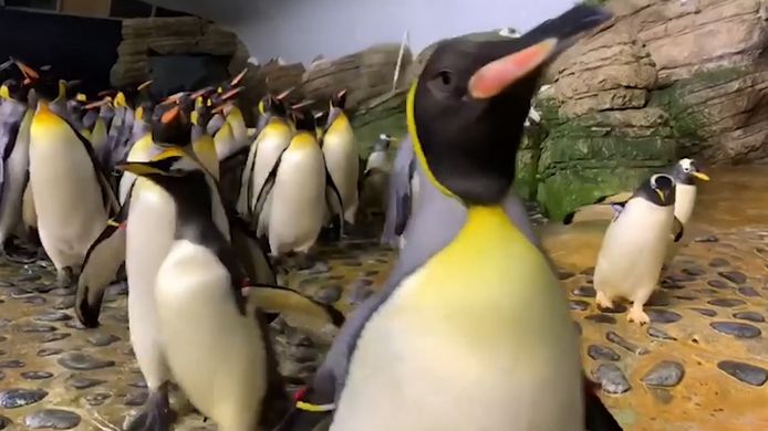 De pinguïns staan klaar voor een sappig visje.