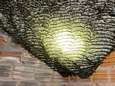 Gemeente krijgt veel meldingen binnen van wespennesten: “Best verwijderen als het op hinderlijke gevaarlijke plek hangt”