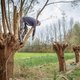 Vrijwilligers houden typische Hollandse boom in stand: ‘Geef ons de knotwilg terug!’