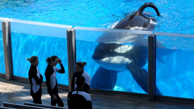 Orka die wereldberoemd werd door documentaire 'Blackfish' overleden