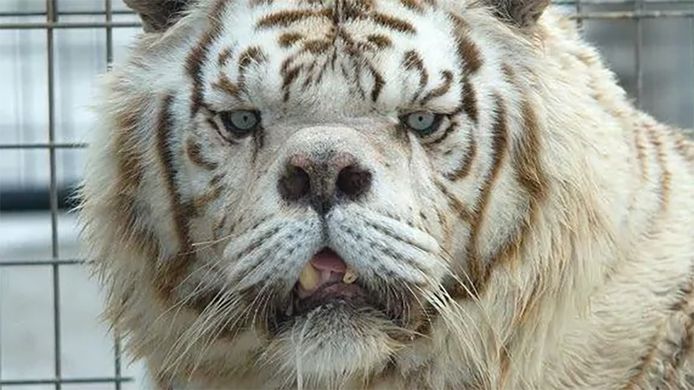 Kenny, de "lelijkste tijger ter wereld"