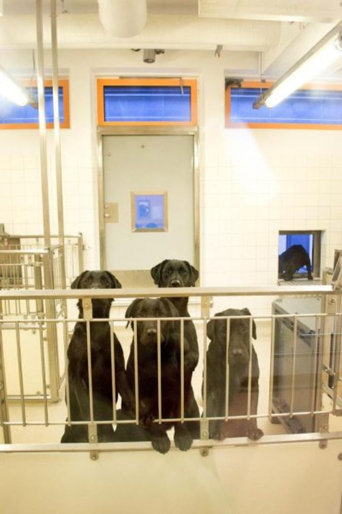 Labradors die door de universiteit zijn gebruikt bij een eerdere dierproef