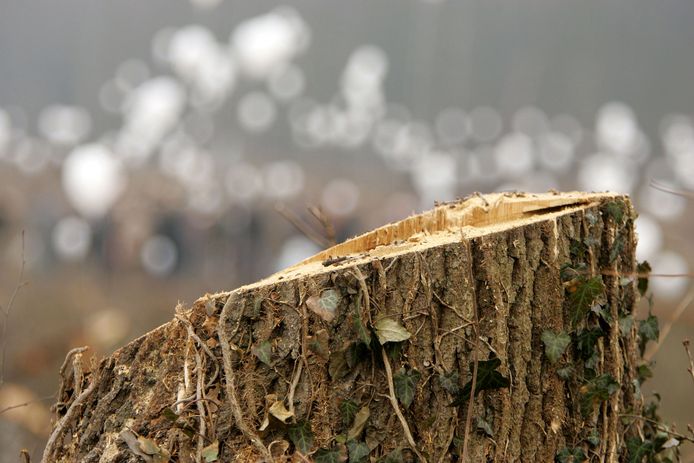 CDA vindt gedwongen bomenkap in Westlandse tuin ‘van de zotte’ 'Nog