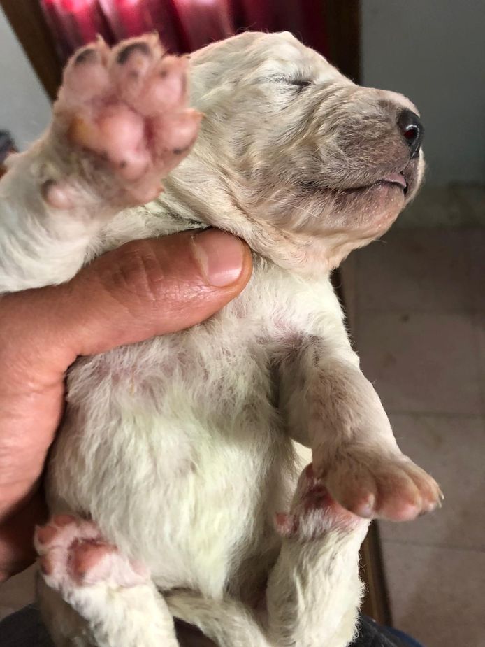 Puppy 'Pistacchio' met groene geboren op Sardinië | AD.nl