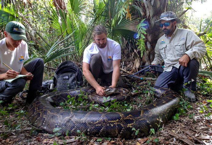 Bijna 100 kilo en 5 meter lang: dit is de grootste tijgerpython ooit ...