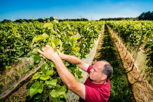 De Ossendrechtse wijnboer Paul Bosse is met zijn wijngaard Domaine de Brabantse Wal een van de gastheren tijdens de eerste Culinaire Foodtour.