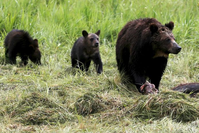 Een grizzly beer met twee welpen. (archieffoto)