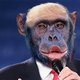 'Als je Donald Trump bezig ziet, lijkt het alsof je naar de strijd om de macht in een chimpanseekolonie zit te kijken'