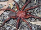 Une nouvelle espèce de grande araignée découverte en Australie
