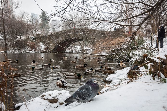 Central Park, New York.