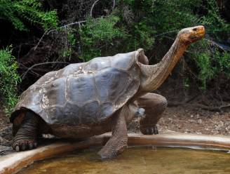 Dit is Diego, de op seks beluste schildpad die zijn soort van uitsterving redde