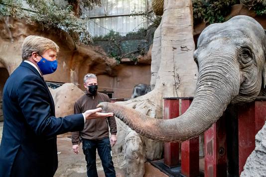 Koning Willem-Alexander geeft olifant Irma een appel.
