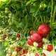 Meer landbouwgif gevonden op aardbeien uit de supermarkt