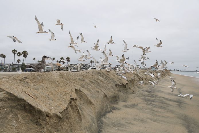 Meeuwen vliegen over opgeworpen zandbanken in Long Beach, Californië.