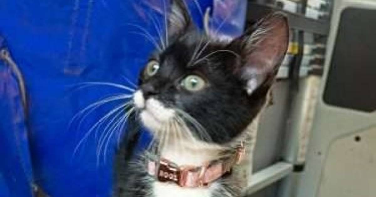 ‘Helemaal alleen op stap’: ondeugende kitten op avontuur in Duindorp | Den Haag