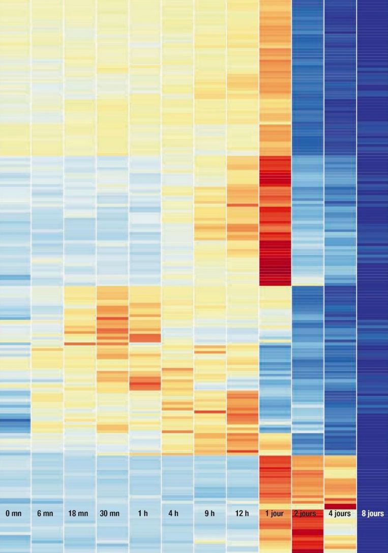 Tussen 24 uur en 48 uur ná de dood zien we een piek in activiteit bij de genen. Bovendien komen zelfs genen die al sinds de geboorte uitgeschakeld waren, plots weer tot leven. Op het einde stopt alle activiteit. Beeld Science&Vie
