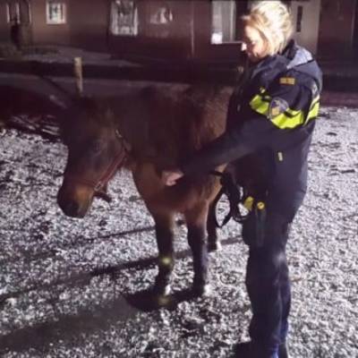 Loslopend paard zorgt voor nachtelijke vangactie in De Beerzen