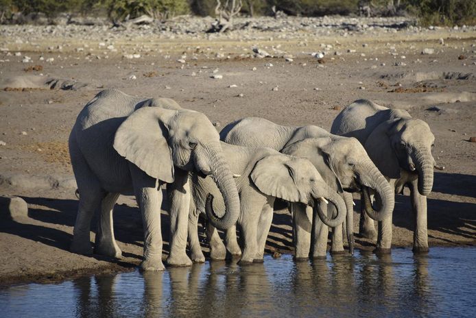 Autoriteiten proberen nu water op te pompen uit boorgaten voor de meer dan 45.000 olifanten en andere dieren in het park, maar dit was niet voldoende om voor alle dieren te zorgen.