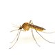 Muggendodend medicijn is mogelijk nieuw wapen tegen malaria