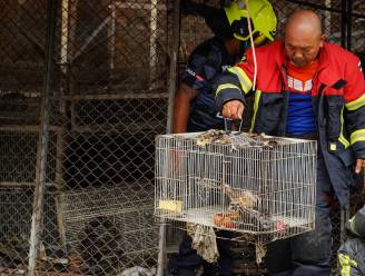 Duizend dieren levend verbrand op beroemde ‘moeder van alle markten’ in Bangkok
