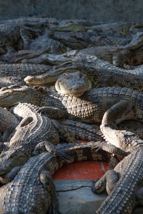 L’horreur au Cambodge: un homme de 72 ans chute dans l’enclos des crocodiles et se fait dévorer