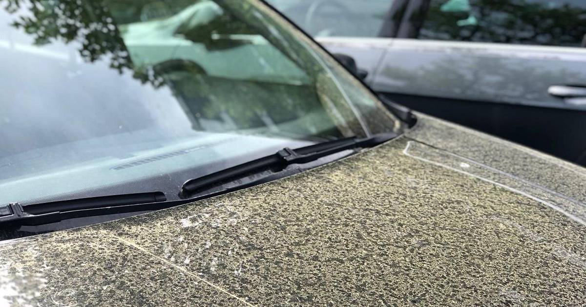 reptielen Voorrecht haar Zijn pollen wel of niet gevaarlijk voor je autolak? | Auto | AD.nl