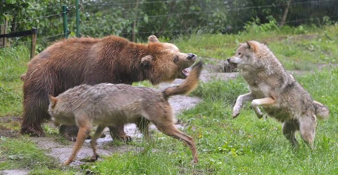 Beren en wolven in Dierenrijk