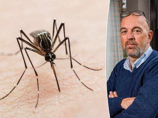 Code rood voor muggen zaterdag: de mug is terug en ze zijn met veel meer