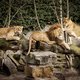Leeuwin in Indiase dierentuin overleden aan covid-19