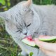 Verkoeling gezocht: is het veilig voor katten om watermeloen te eten?