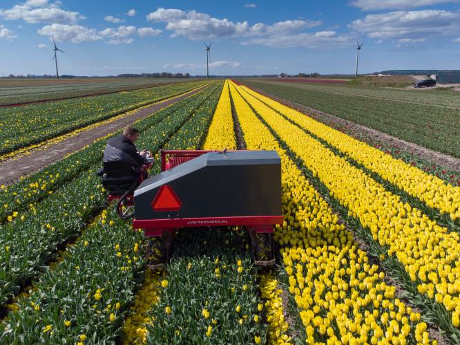 Wie nu nog in Flevoland wil genieten van bloeiende tulpenvelden, is eigenlijk te laat: ‘Het gaat hard’