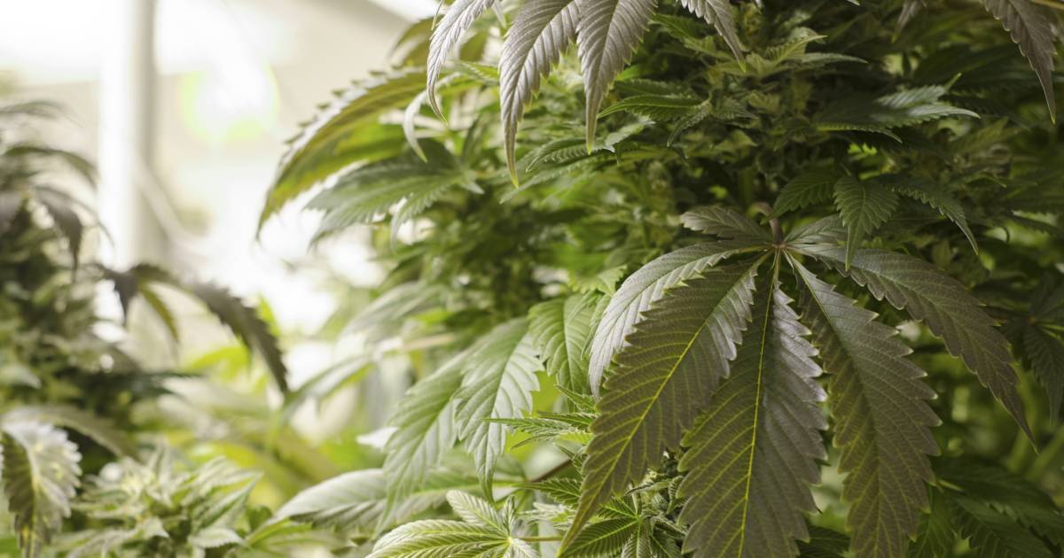 Burgemeester sluit drugspand in Kats