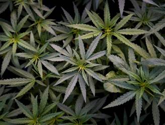 Politie rolt drie cannabisplantages op: ook zeventiger aangehouden
