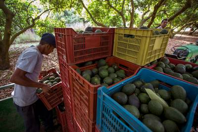 'Avocado's zullen ook gebruikt gaan worden voor cocaïnesmokkel'
