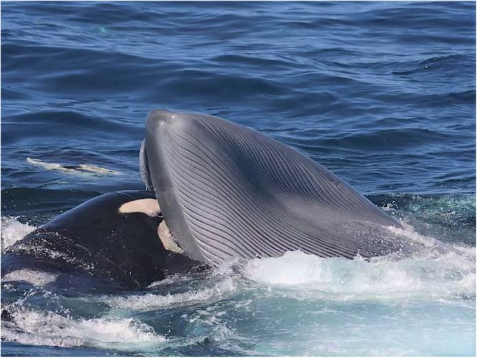 Beeld van de tweede aanval. Een orka gaat voor de tong.