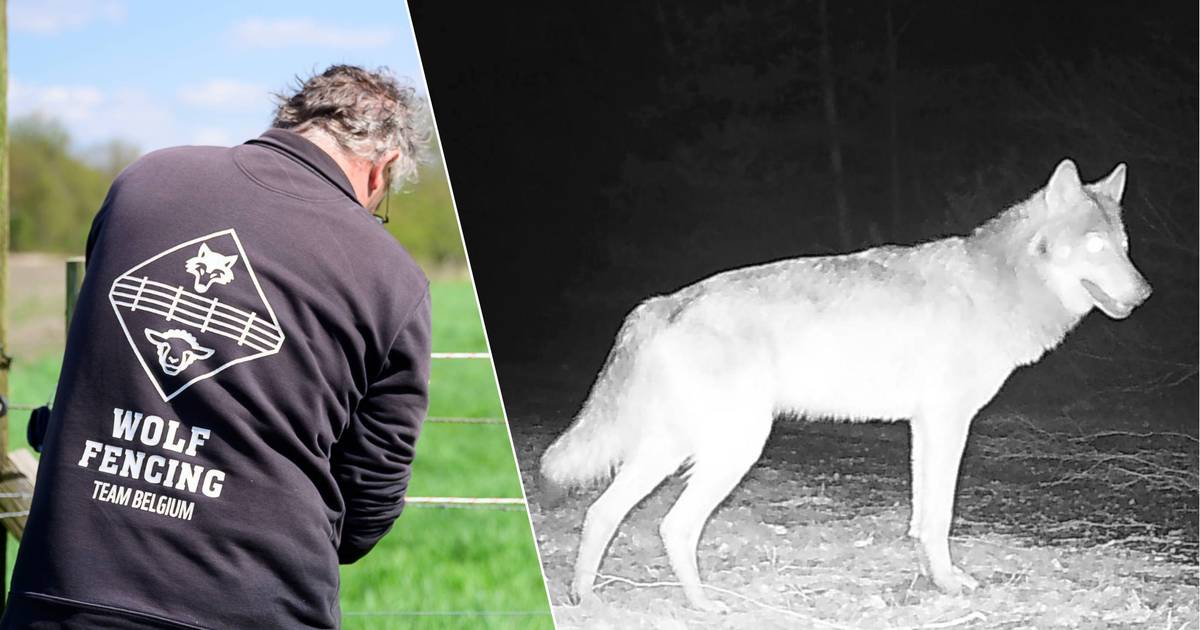 Maak kennis met het team dat in de noorderkempen uw dieren tegen wolven ...