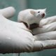 Zijn dieren slimmer dan we denken? ‘Laat ratten zelf kiezen of ze meewerken aan onderzoek’
