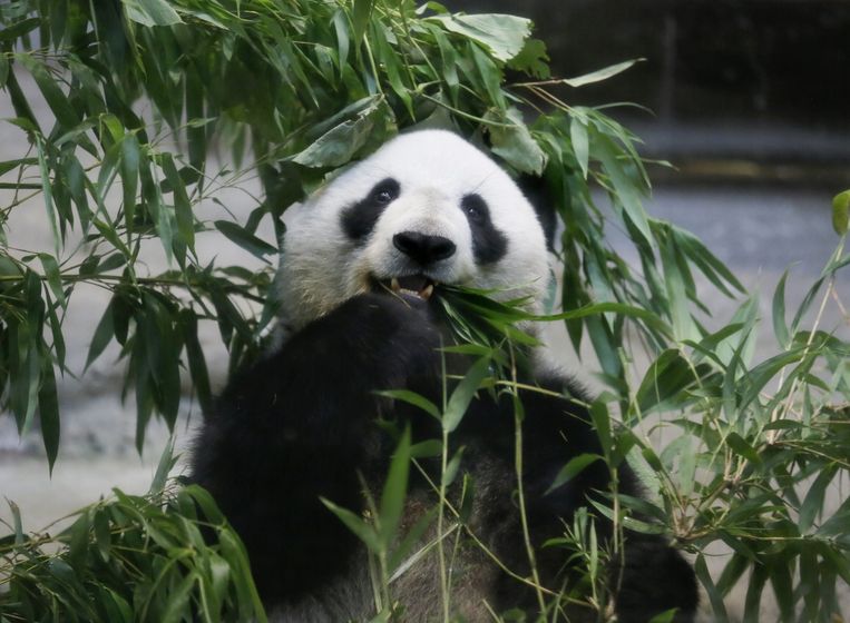 Een reuzenpanda in de dierentuin van Tokyo, Japan. Beeld epa