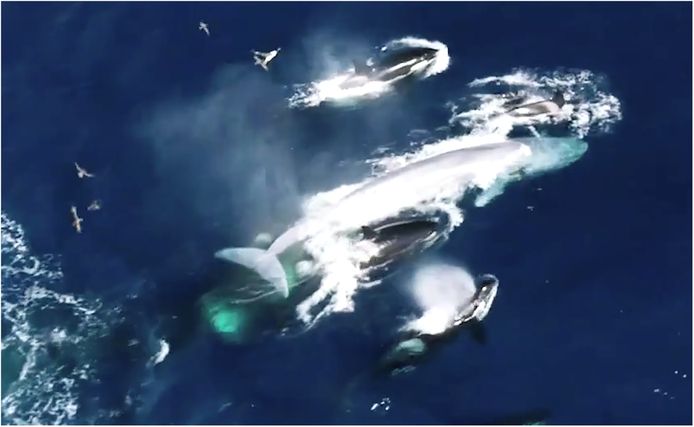 Voor het eerst is vastgelegd dat orka's zelfs het grootste dier ter wereld aanvallen en verorberen in gecoördineerde acties. Hier vallen ze een jong dier aan.