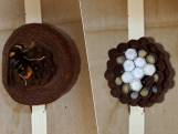 Fascinerende timelapse toont hoe wesp nest bouwt en er zelfs eitjes uitkomen