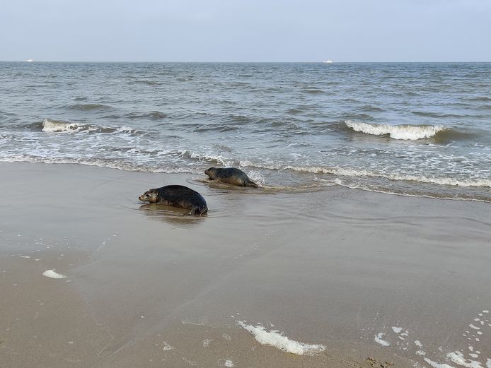 Zeehonden worden vrijgelaten op strand Blankenberge.
