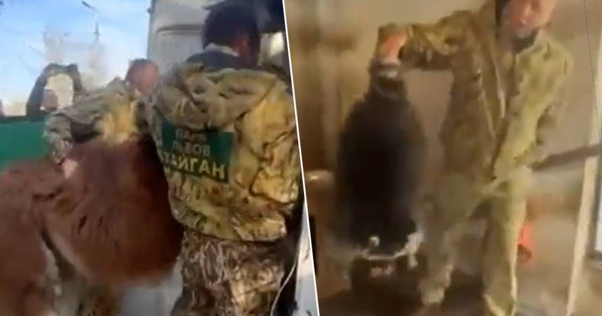 uno sguardo.  I russi rubano animali dallo zoo durante la ritirata di Kherson |  Guerra tra Ucraina e Russia