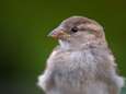 Dramatische terugloop vogelpopulatie: ‘Cijfers zijn schokkend’