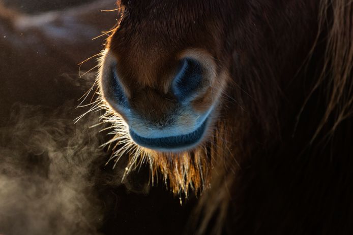 Een pony, foto ter llustratie.