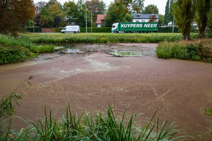 De vijvers in het park van Dimence Groep in Deventer, met op de achtergrond de Brinkgreverweg, zijn roodgekleurd. De kleur wordt veroorzaakt door een waterplant: de grote kroosvaren.