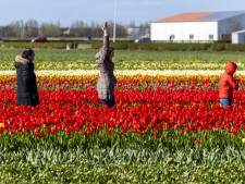Oproep burgemeester door topdrukte Bollenstreek: ‘Geniet van een afstandje’